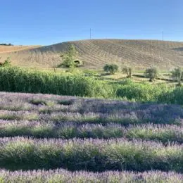 Hügel und Lavendel