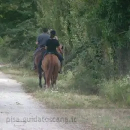Cavalli nel Parco di San Rossore